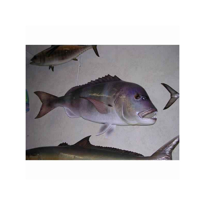 Animaux-Bois-Animaux-Bronzes propose Trophée poisson des mers atlantique méditerranée et nord  Denti -TRDF37