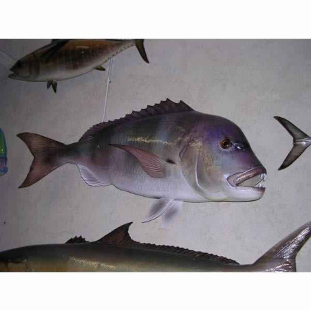 Animaux-Bois-Animaux-Bronzes propose Trophée poisson des mers atlantique méditerranée et nord  Denti -TRDF37