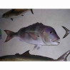 Animaux-Bois-Animaux-Bronzes propose Trophée poisson des mers atlantique méditerranée et nord  Denti -TRDF37