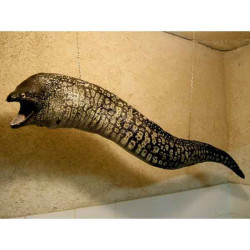 Animaux-Bois-Animaux-Bronzes propose Trophée mammifère marin  Murène -TR027