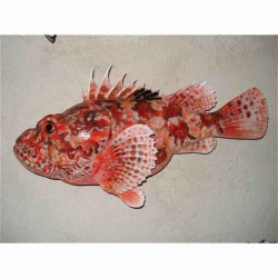 Animaux-Bois-Animaux-Bronzes propose Trophée poisson des mers atlantique méditerranée et nord  Rascasse -TR044