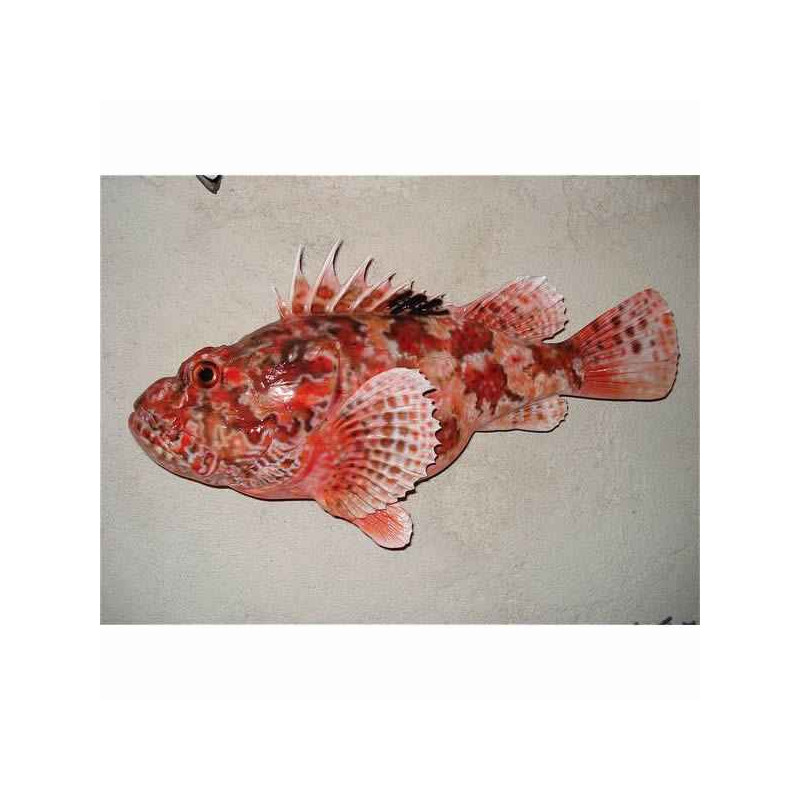 Animaux-Bois-Animaux-Bronzes propose Trophée poisson des mers atlantique méditerranée et nord  Rascasse -TR044