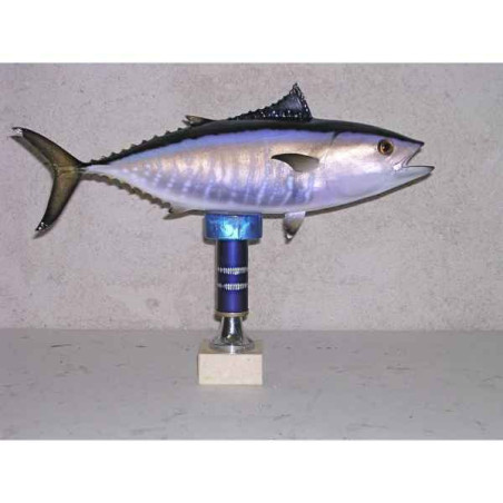 Animaux-Bois-Animaux-Bronzes propose Trophée poisson des mers atlantique méditerranée et nord  Thon rouge bébé -TRDF51