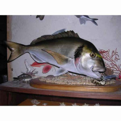 Animaux-Bois-Animaux-Bronzes propose Trophée poisson des mers atlantique méditerranée et nord  Dorade royale -TRDF40