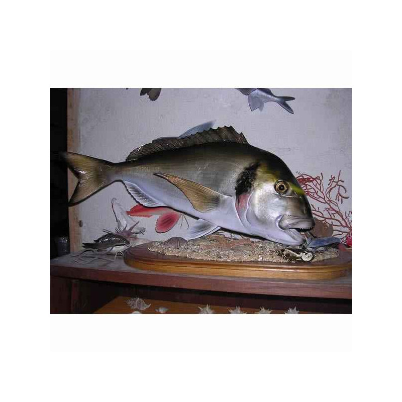Animaux-Bois-Animaux-Bronzes propose Trophée poisson des mers atlantique méditerranée et nord  Dorade royale -TRDF40