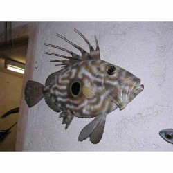 Animaux-Bois-Animaux-Bronzes propose Trophée poisson des mers atlantique méditerranée et nord  Saint-Pierre -TR045