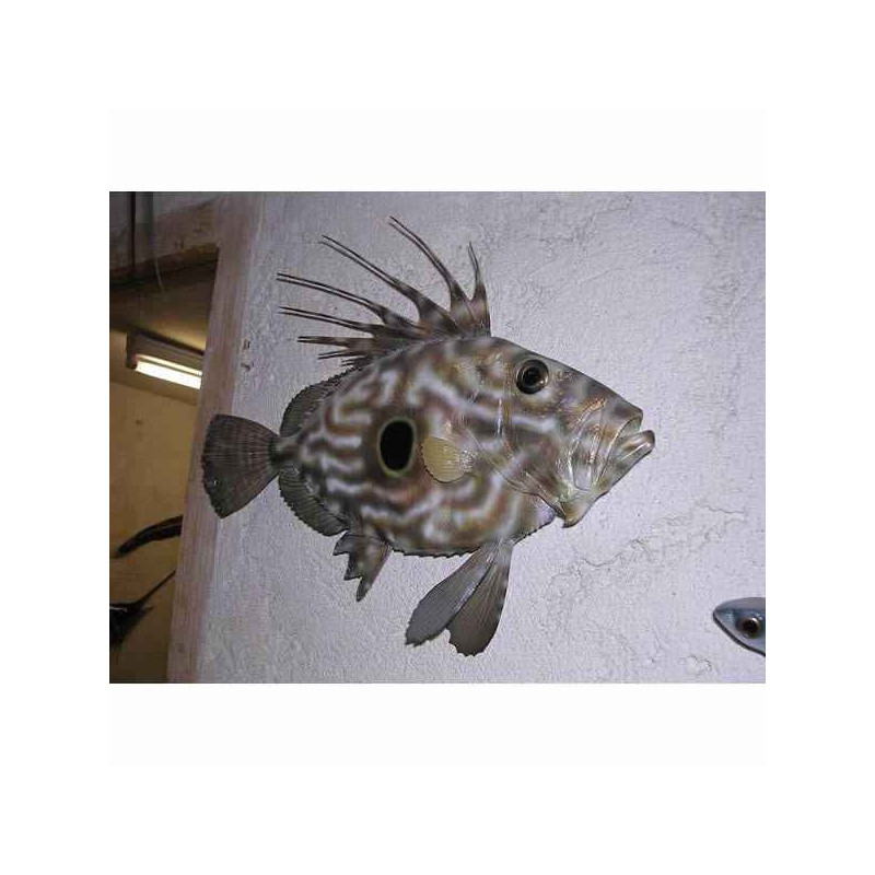 Animaux-Bois-Animaux-Bronzes propose Trophée poisson des mers atlantique méditerranée et nord  Saint-Pierre -TR045