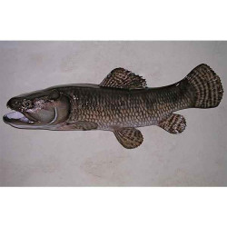 Animaux-Bois-Animaux-Bronzes propose Trophée poisson d'eau douce tropicale   Aimara-TRDF17