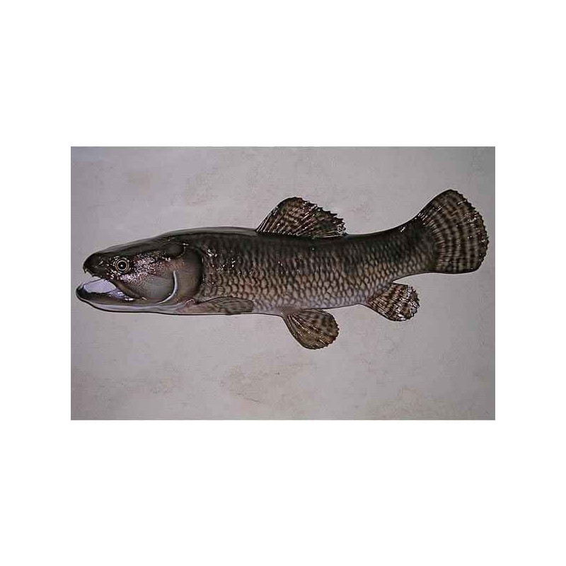 Animaux-Bois-Animaux-Bronzes propose Trophée poisson d'eau douce tropicale   Aimara-TRDF17