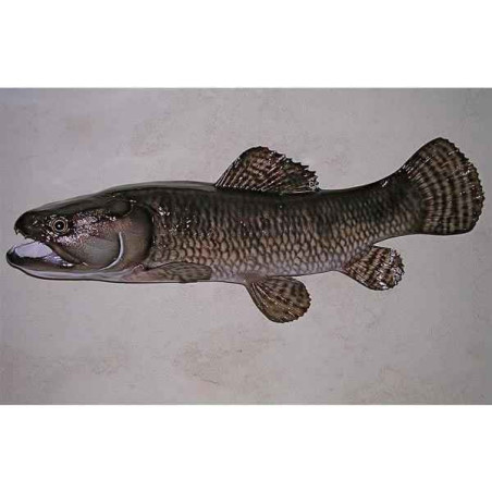 Animaux-Bois-Animaux-Bronzes propose Trophée poisson d'eau douce tropicale   Aimara-TRDF17