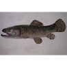 Animaux-Bois-Animaux-Bronzes propose Trophée poisson d'eau douce tropicale   Aimara-TRDF17