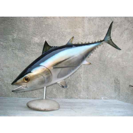 Animaux-Bois-Animaux-Bronzes propose Trophée poisson des mers atlantique méditerranée et nord  Thon rouge -TR050