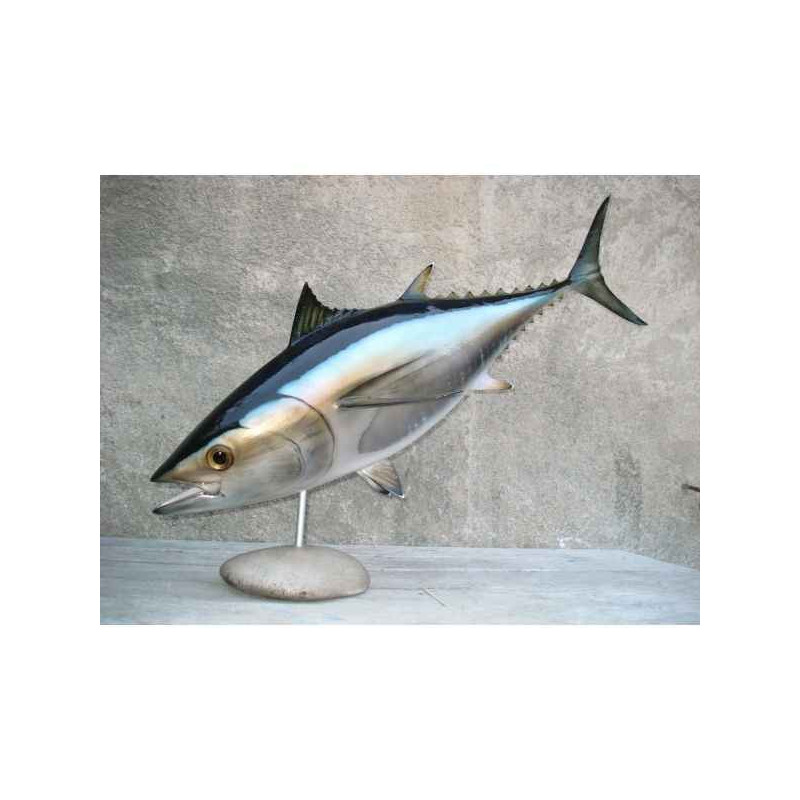 Animaux-Bois-Animaux-Bronzes propose Trophée poisson des mers atlantique méditerranée et nord  Thon rouge -TRDF50