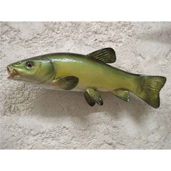 Animaux-Bois-Animaux-Bronzes propose Trophée poisson d'eau douce  Tanche -TRDF10