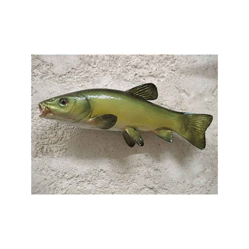 Animaux-Bois-Animaux-Bronzes propose Trophée poisson d'eau douce  Tanche -TRDF10