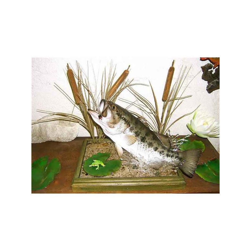 Animaux-Bois-Animaux-Bronzes propose Trophée poisson d'eau douce  Black bass -TRDF01