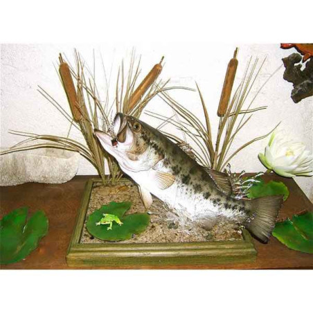 Animaux-Bois-Animaux-Bronzes propose Trophée poisson d'eau douce  Black bass -TR02