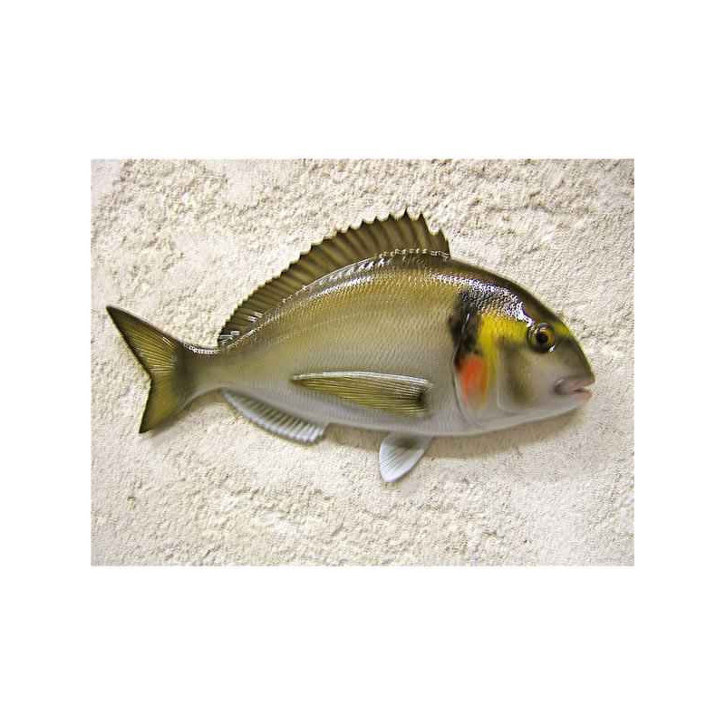 Animaux-Bois-Animaux-Bronzes propose Petite sculpture relief Dorade -PSR005