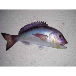 Animaux-Bois-Animaux-Bronzes propose Poisson Denti sculpture murale -MSR004