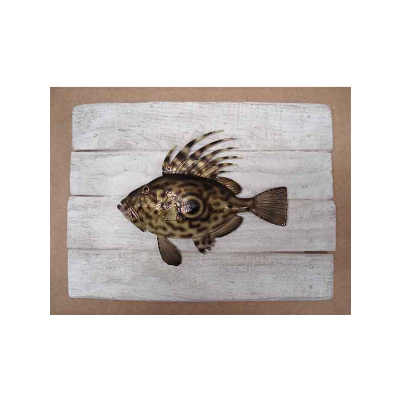 Animaux-Bois-Animaux-Bronzes propose Décors poisson de mer Saint-Pierre -CADR09