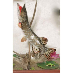 Animaux-Bois-Animaux-Bronzes propose Trophée poisson d'eau douce  Brochet -TRDF03