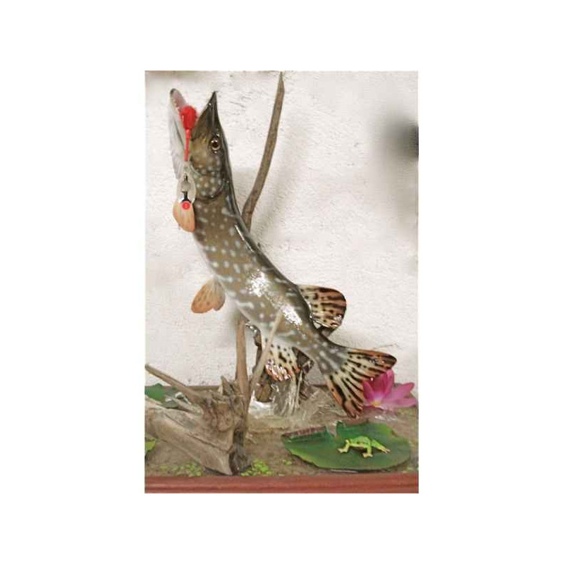 Animaux-Bois-Animaux-Bronzes propose Trophée poisson d'eau douce  Brochet -TRDF03