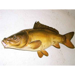 Animaux-Bois-Animaux-Bronzes propose Trophée poisson d'eau douce  Carpe miroir -TR07