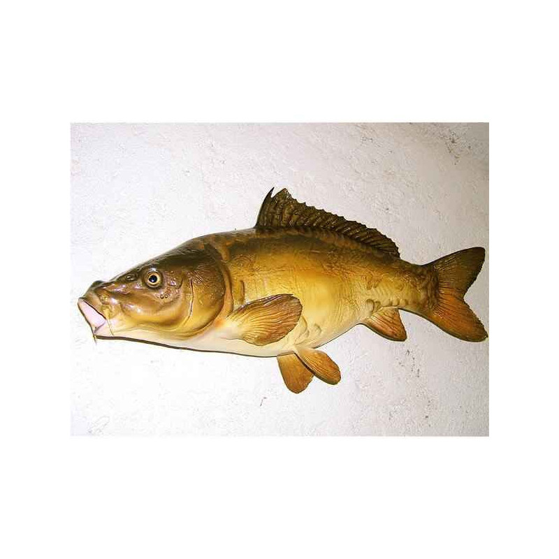 Animaux-Bois-Animaux-Bronzes propose Trophée poisson d'eau douce  Carpe miroir -TR07