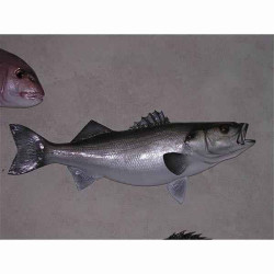 Animaux-Bois-Animaux-Bronzes propose Trophée poisson des mers atlantique méditerranée et nord  Bar -TRDF34