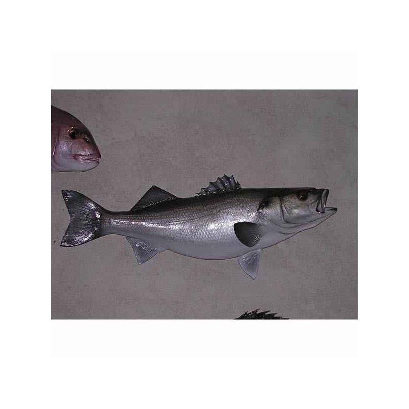 Animaux-Bois-Animaux-Bronzes propose Trophée poisson des mers atlantique méditerranée et nord  Bar -TRDF34