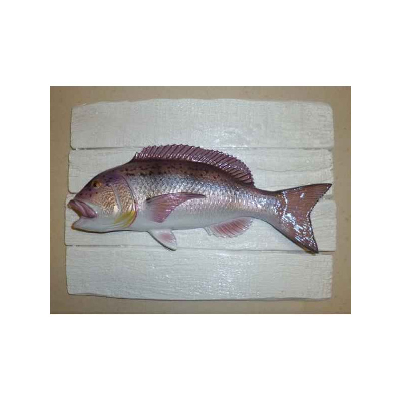 Cadre poisson de mer Cap Vert Denti  -CADR02