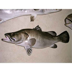 Animaux-Bois-Animaux-Bronzes propose Trophée poisson d'eau douce tropicale  Perche du Nil -TR020