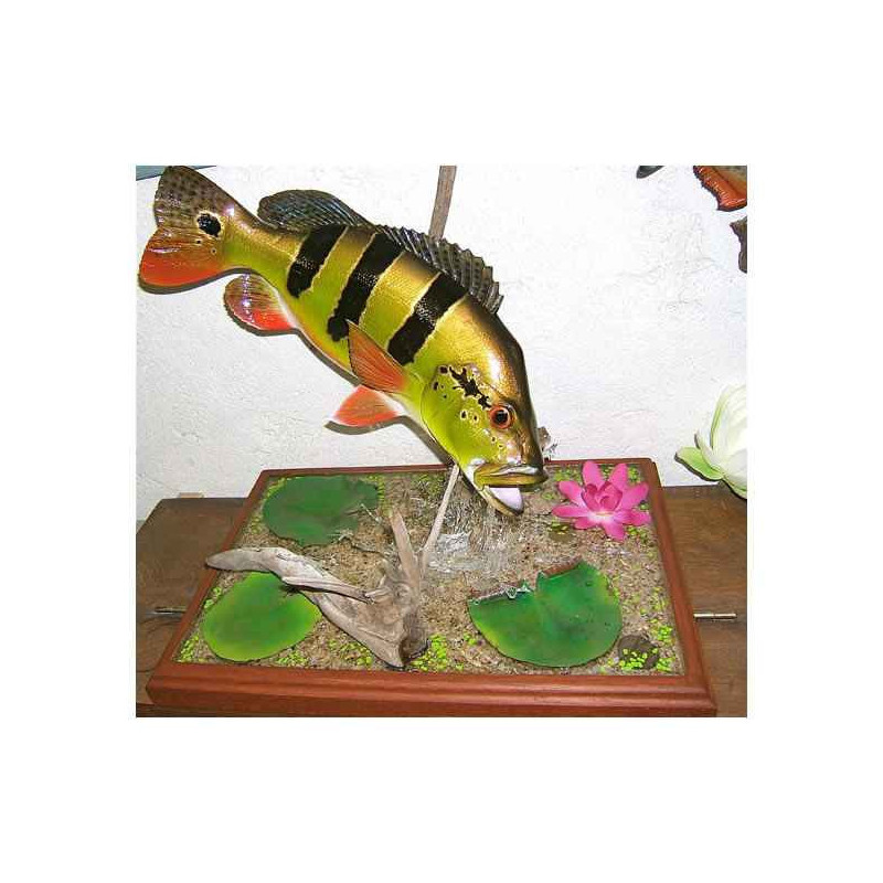 Animaux-Bois-Animaux-Bronzes propose Trophée poisson d'eau douce tropicale  Peacock bass -TR022