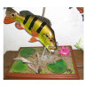 Animaux-Bois-Animaux-Bronzes propose Trophée poisson d'eau douce tropicale  Peacock bass -TR022