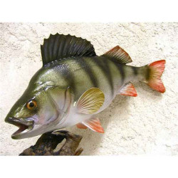 Animaux-Bois-Animaux-Bronzes propose Trophée poisson d'eau douce  Perche -TRDF08