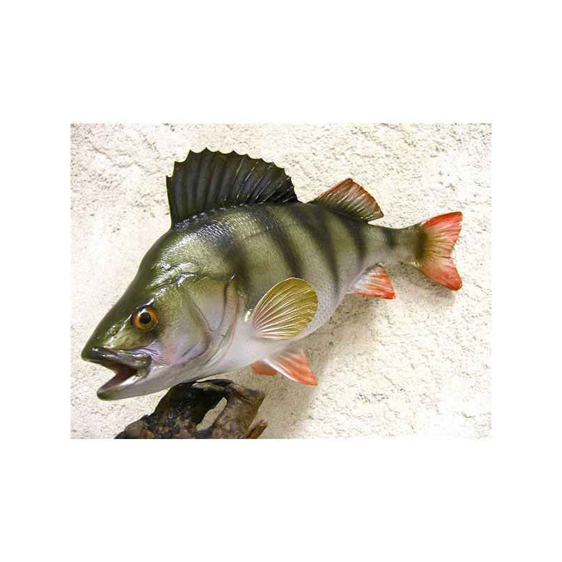 Animaux-Bois-Animaux-Bronzes propose Trophée poisson d'eau douce  Perche -TRDF08