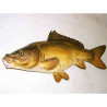 Animaux-Bois-Animaux-Bronzes propose Trophée poisson d'eau douce  Carpe miroir -TRDF07