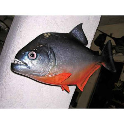 Animaux-Bois-Animaux-Bronzes propose Trophée poisson d'eau douce tropicale  Piranha -TRDF21