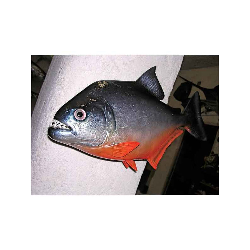 Animaux-Bois-Animaux-Bronzes propose Trophée poisson d'eau douce tropicale  Piranha -TRDF21