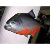 Animaux-Bois-Animaux-Bronzes propose Trophée poisson d'eau douce tropicale  Piranha -TRDF21