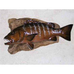 Animaux-Bois-Animaux-Bronzes propose Trophée poisson des mers tropicales  Carpe rouge -TRDF53