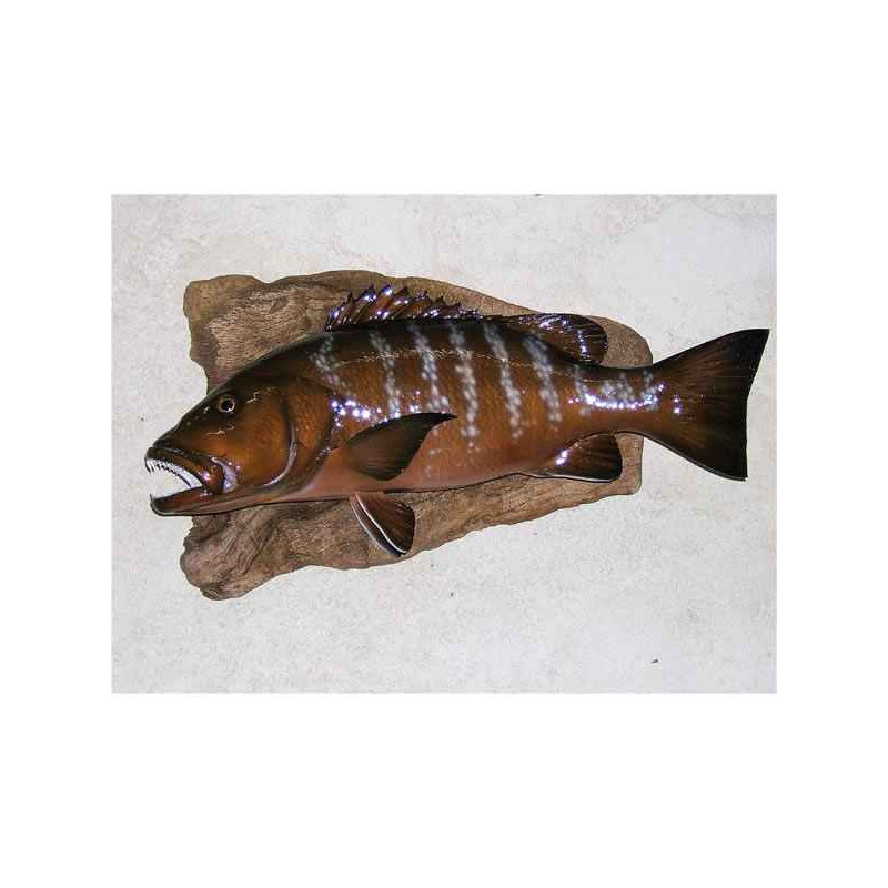 Animaux-Bois-Animaux-Bronzes propose Trophée poisson des mers tropicales  Carpe rouge -TRDF53