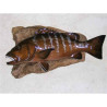 Animaux-Bois-Animaux-Bronzes propose Trophée poisson des mers tropicales  Carpe rouge -TRDF53