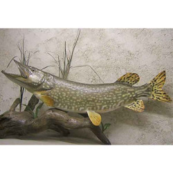 Animaux-Bois-Animaux-Bronzes propose Trophée poisson d'eau douce  Brochet -TRDF05