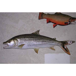 Animaux-Bois-Animaux-Bronzes propose Trophée poisson d'eau douce tropicale  Poisson tigre -TRDF18