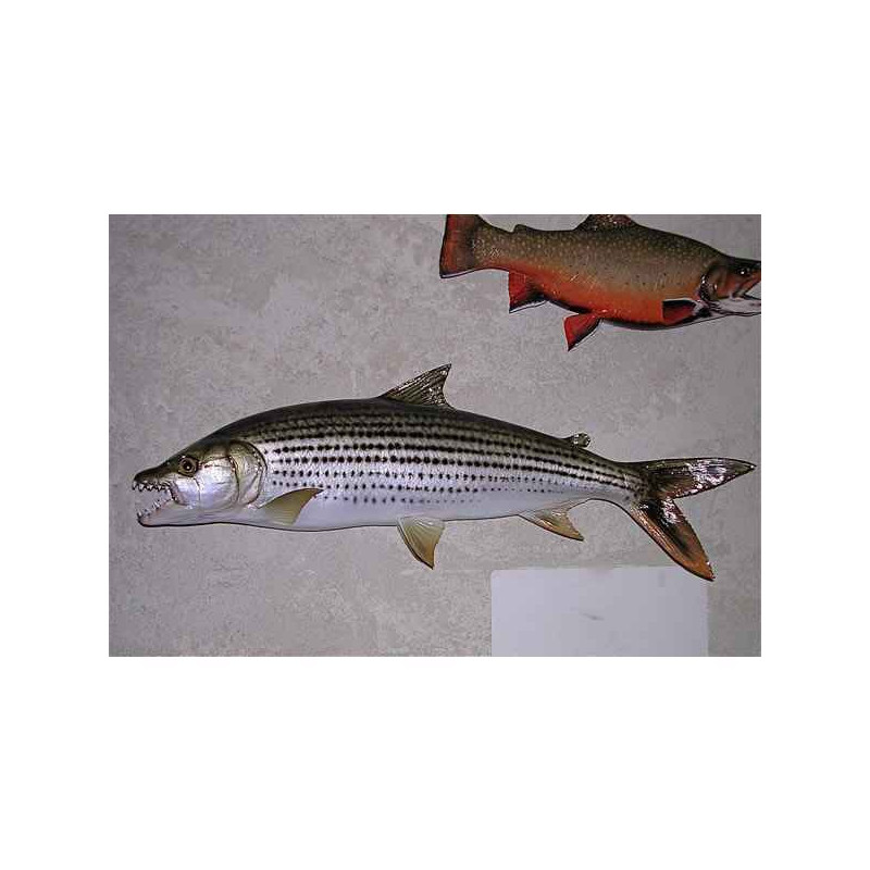 Animaux-Bois-Animaux-Bronzes propose Trophée poisson d'eau douce tropicale  Poisson tigre -TRDF18