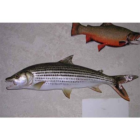 Animaux-Bois-Animaux-Bronzes propose Trophée poisson d'eau douce tropicale  Poisson tigre -TRDF18