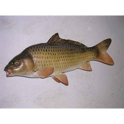 Animaux-Bois-Animaux-Bronzes propose Trophée poisson d'eau douce  Carpe commune -TRDF06
