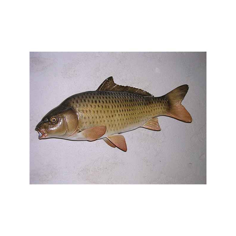 Animaux-Bois-Animaux-Bronzes propose Trophée poisson d'eau douce  Carpe commune -TRDF06