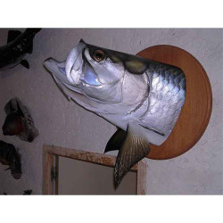 Animaux-Bois-Animaux-Bronzes propose Trophée poisson d'eau douce tropicale  Tarpon tête -TRDF19